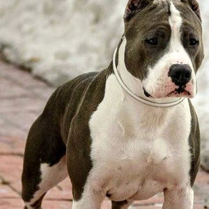 dog ruler