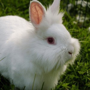 white rabbit 