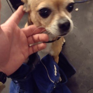 my dog