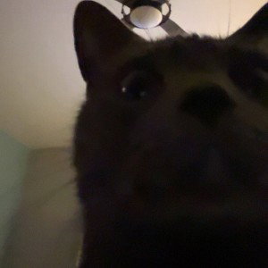 katt