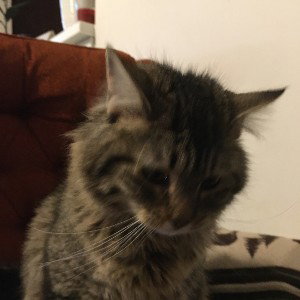 my baby kitty 