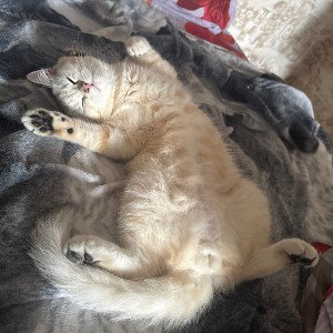 Кот-Босс
