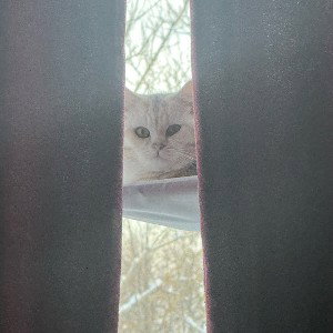 Рэп Фейм