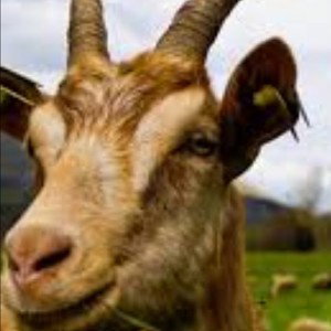 G.O.A.T