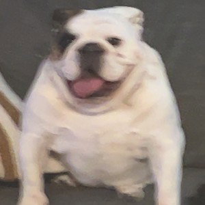 doggystyle