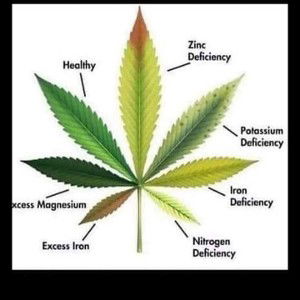 higherful high powerful