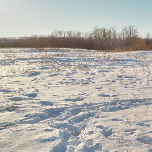Степь