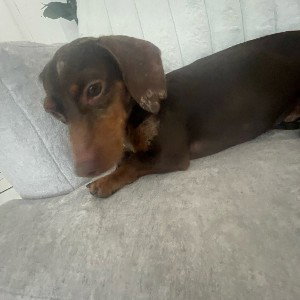taco dog
