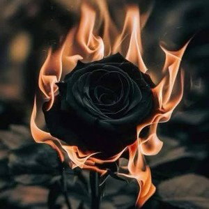 rose