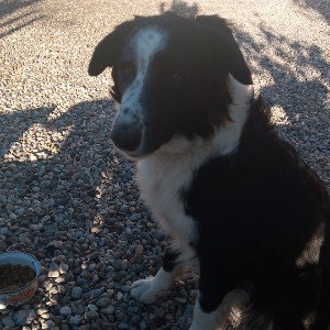 Mi amigo (Trueno junior)