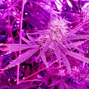 purple Haze 