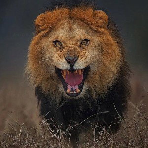 king upset
