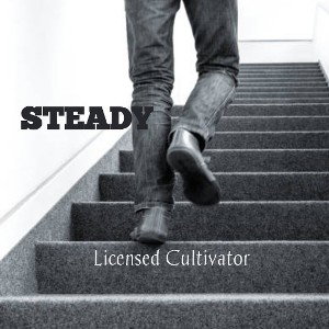STEADY [Proper]