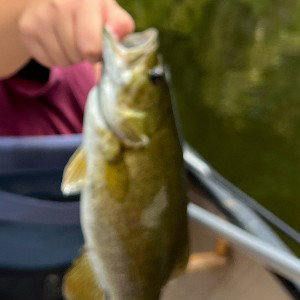 fish butter