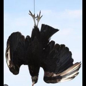 Vulture City