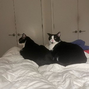 my cat’s 