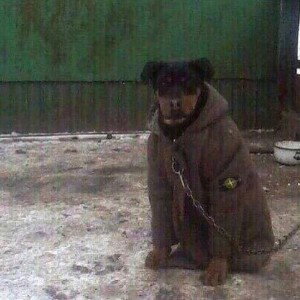 двойной трек
