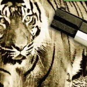 tigres 