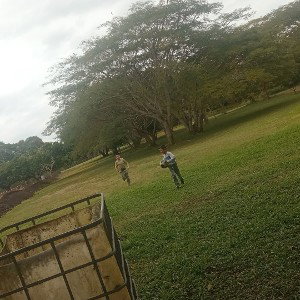 balas