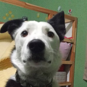 hey
