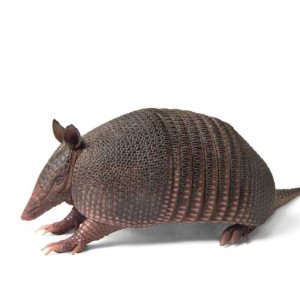 ARMADILLO ON A PILLOW