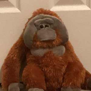 ORANGUTANS ON TOP