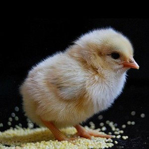 МИСТЕРИ ЦЫПА ПОДПИШИСЬ УЖЕ СКОРО 100 САБОВ