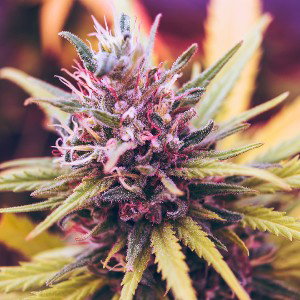 Gangsta Chronic