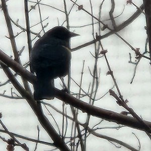 Lost in the Gloom
