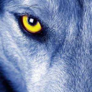 wolf