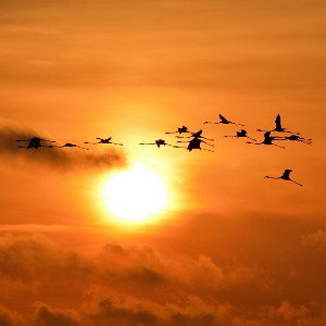 Bird's