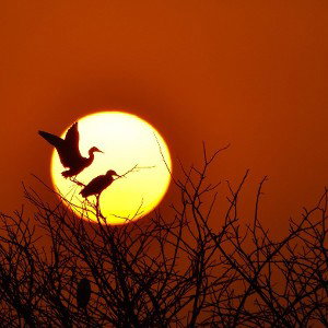 Woodpecker Rising