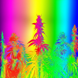 Sativa🪴