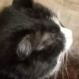 Legend Кот