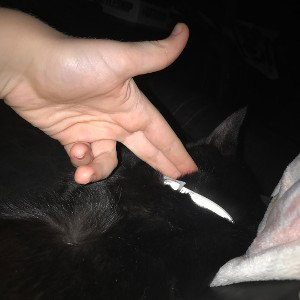 Dead Cat