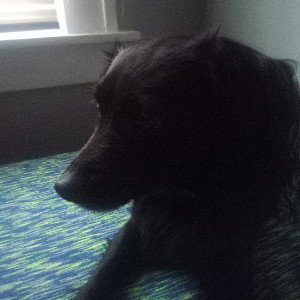 my boy my boy doggy new rap