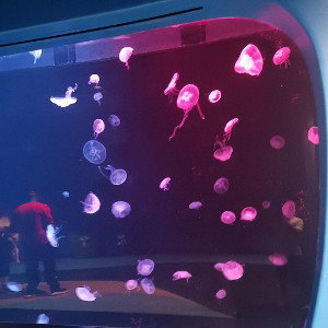  arya not sweet my jellyfish is no more