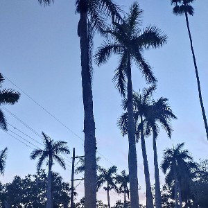 From Florida