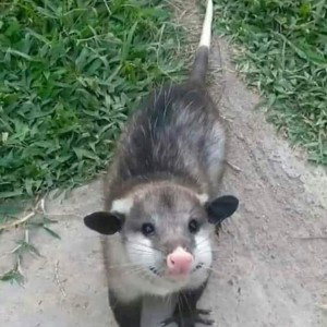 Fuck That Nigga Lilglokk (Rat ass nigga)