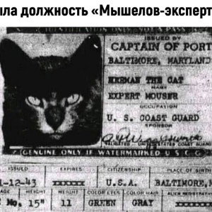 мышелов иксперт