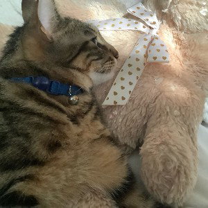 dog and pup