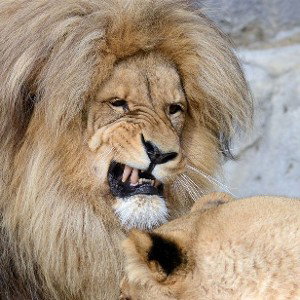 Cuz Of Him 🦁