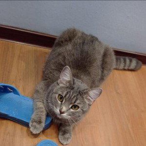 Я Котик!