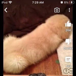 that’s a dog