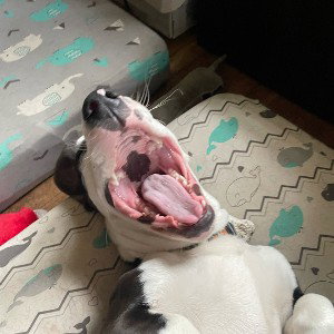 big niggyZaire 