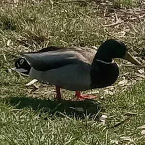 am Ducking you
