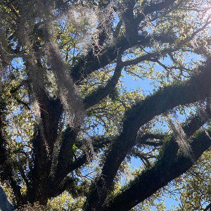 Canopy. 