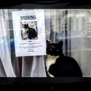 lost cat