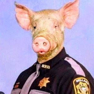 pig at the door 