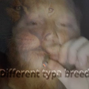 Different Typa Breed